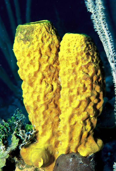 Esponja amarela