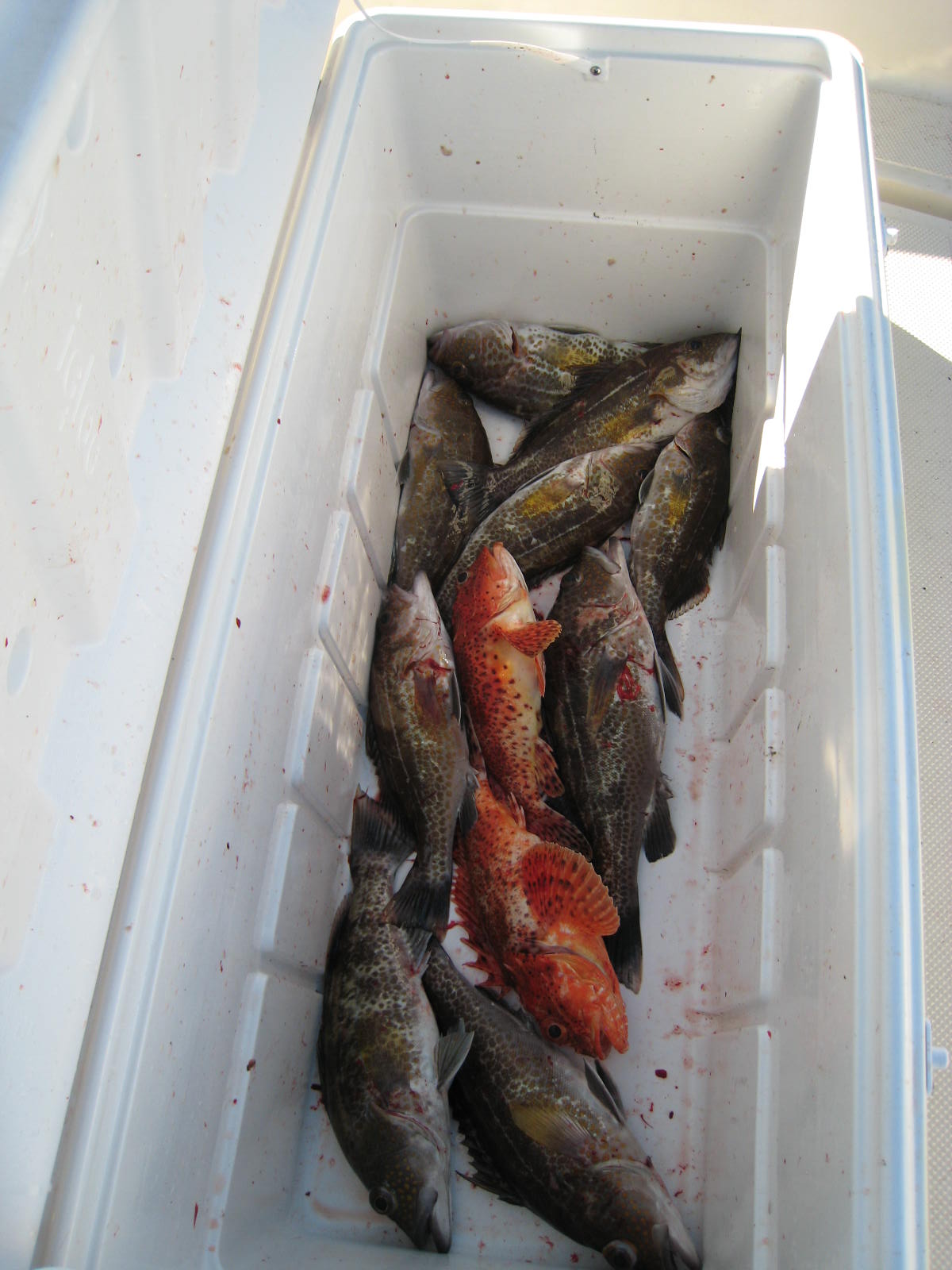 Having a Good Fishing Day