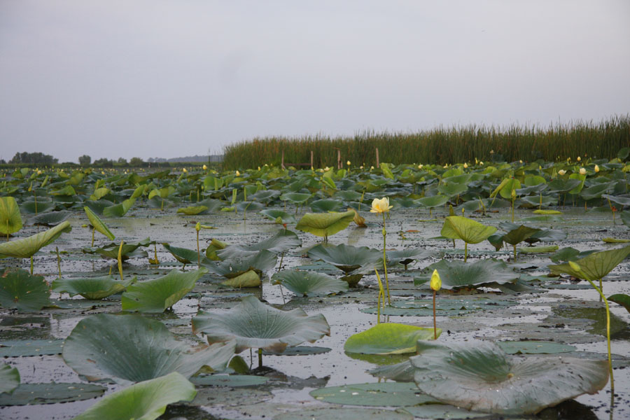 Water Field of Graine a Voler in Early Morning