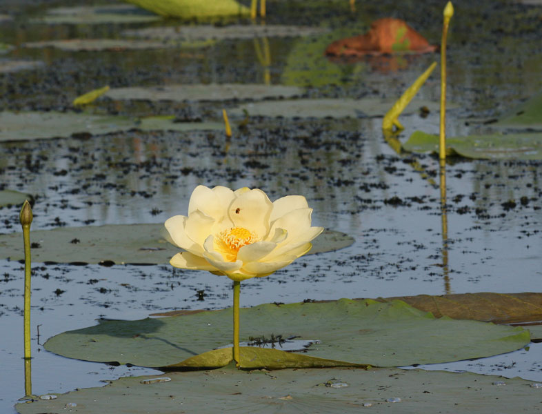 Graine a Voler (The American Lotus)