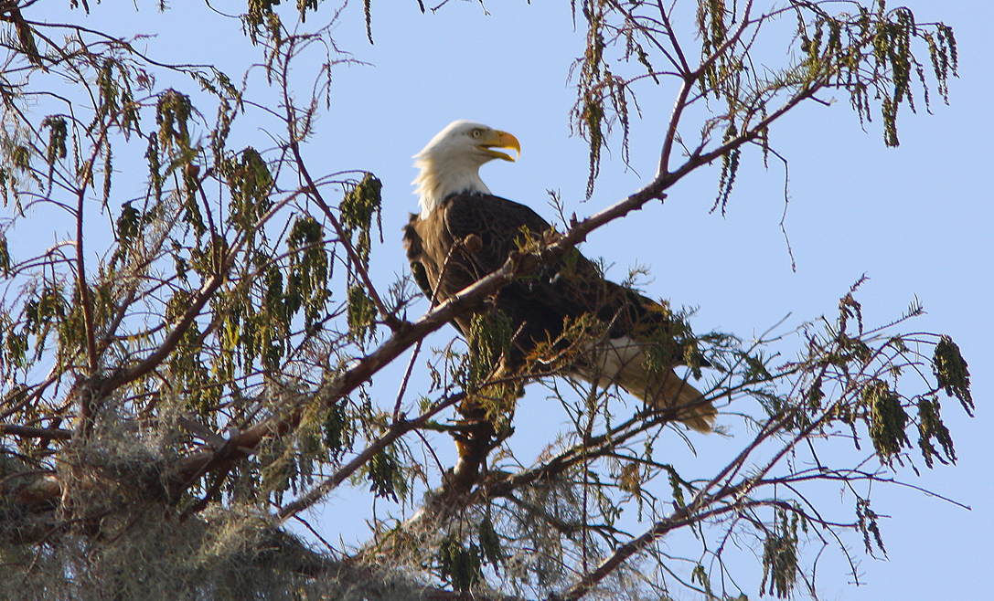 Bald Eagle