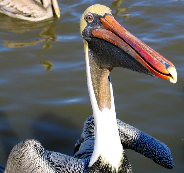 An Old Louisiana Brown Male Pelican