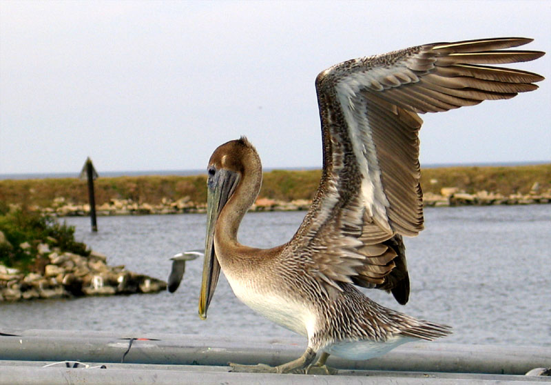 Brown Pelican- Louisianas State Bird
