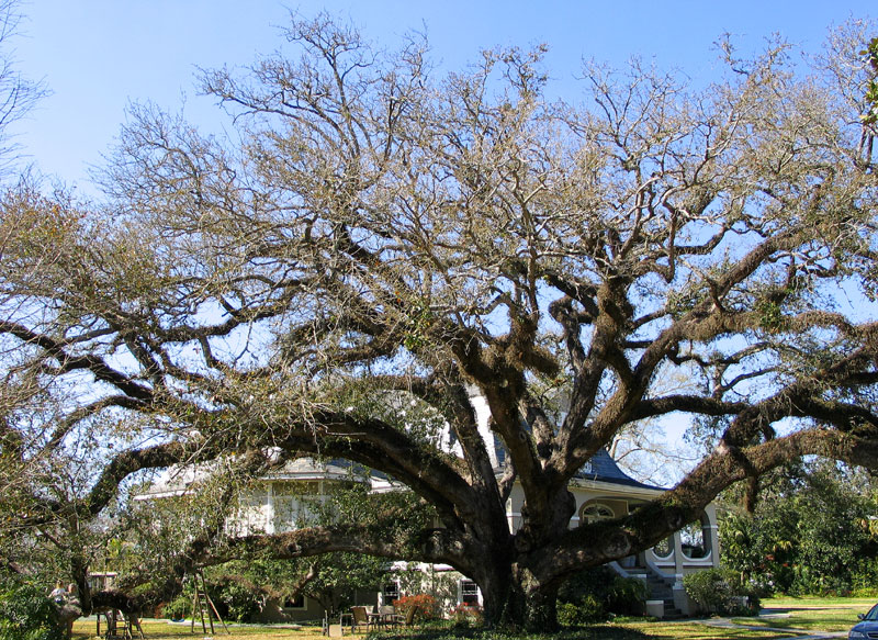The Bonnabel Oak