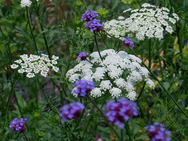 Blue and White