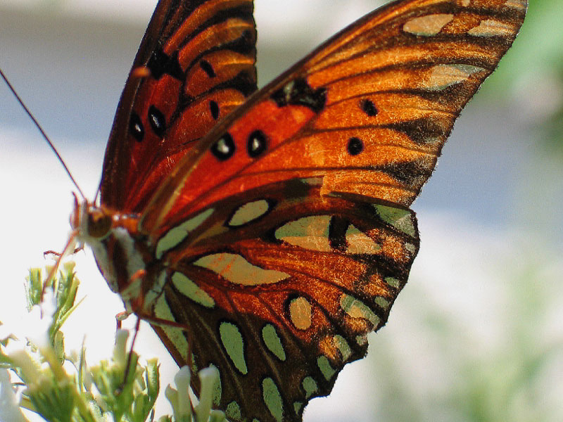 If I Were a Butterfly...