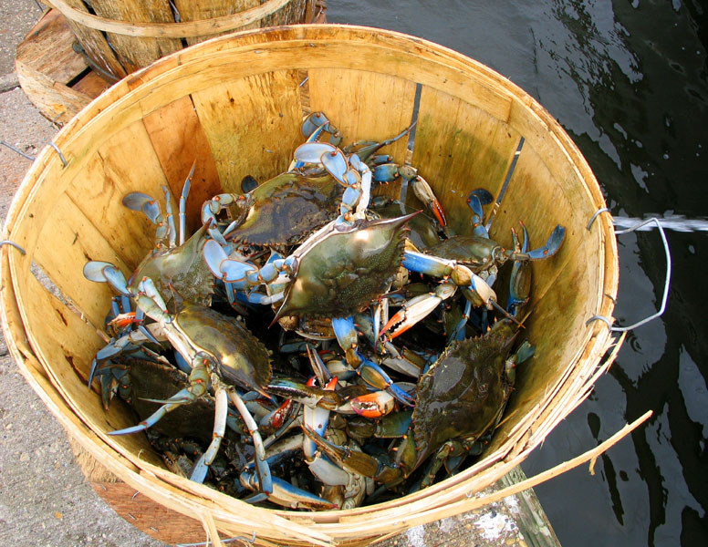 Blue Crabs of Louisiana - Bragging Rights