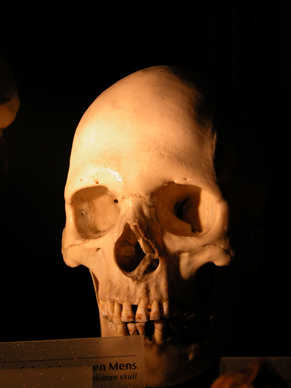 Extinct Skull-imageafter