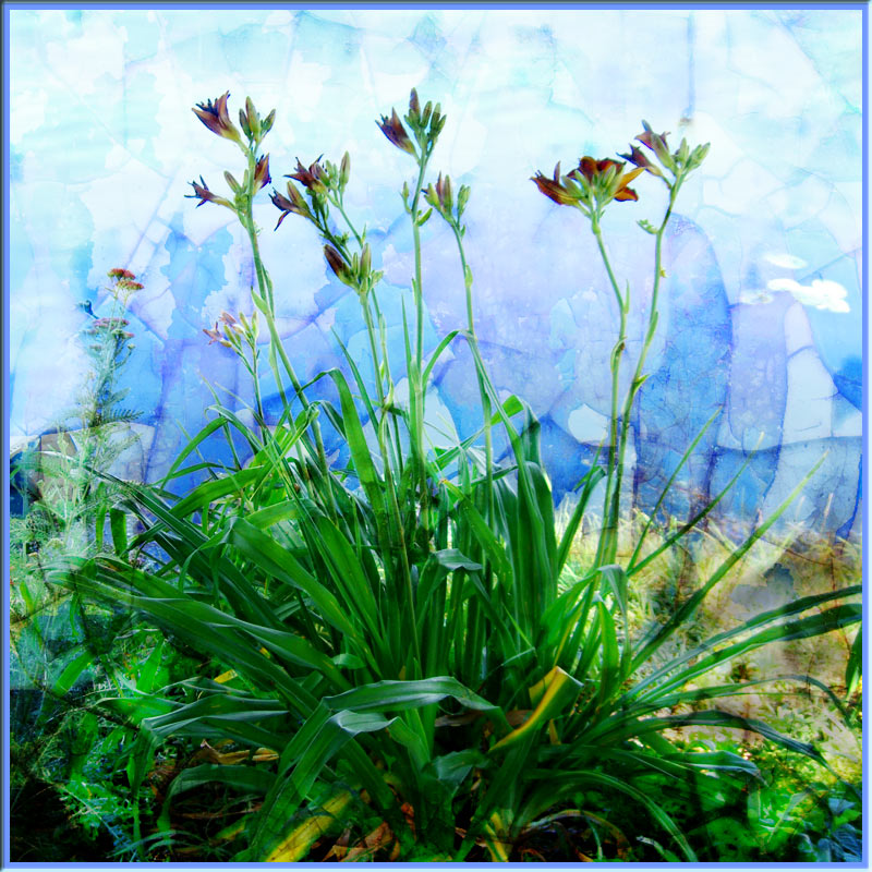 Lillies