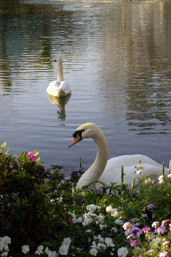 Idyll
