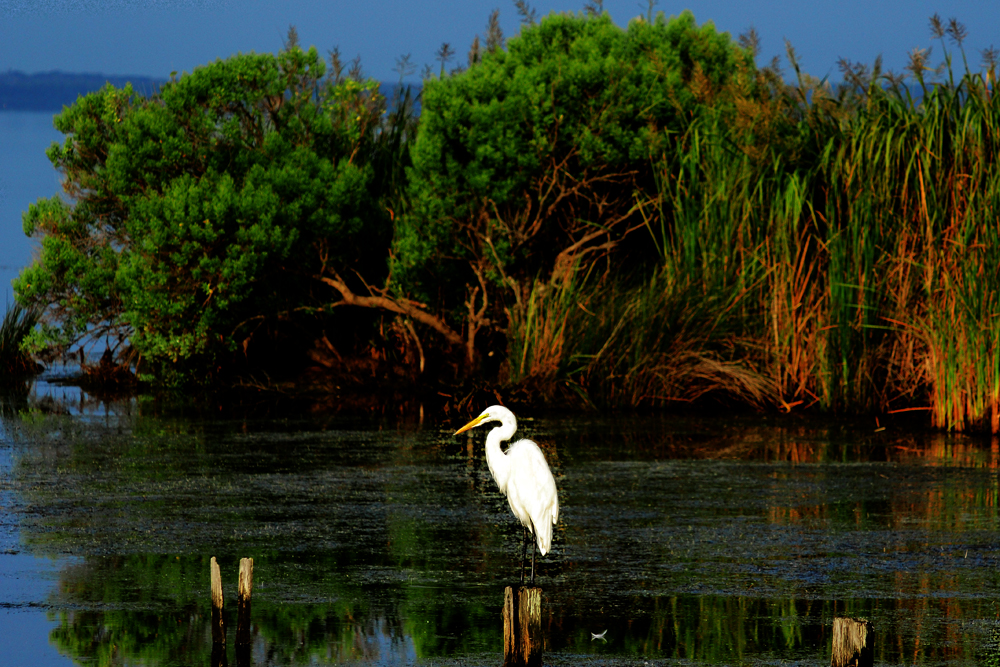 Egret 2