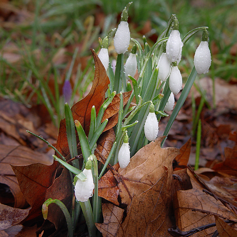 Emerging Springtime