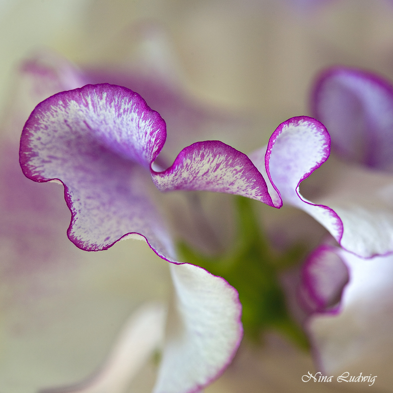 Sweet Pea No 3