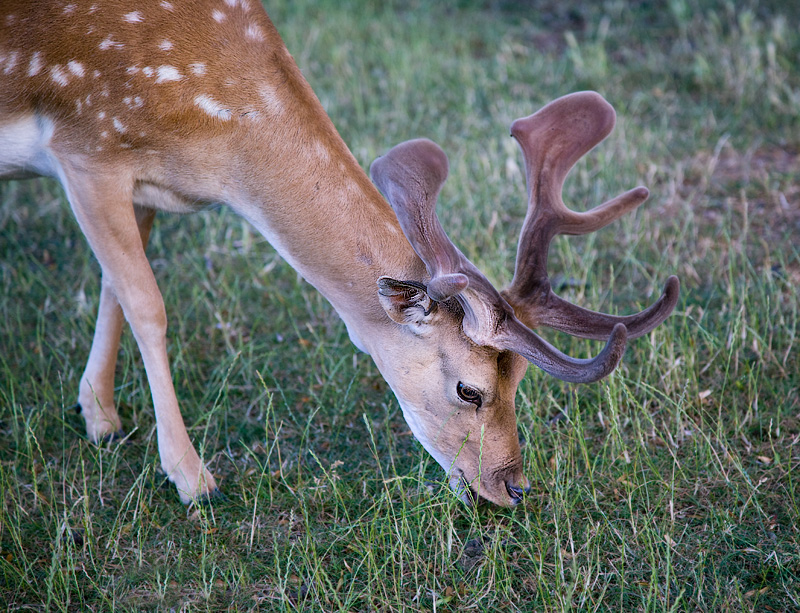 Fallow  Deer