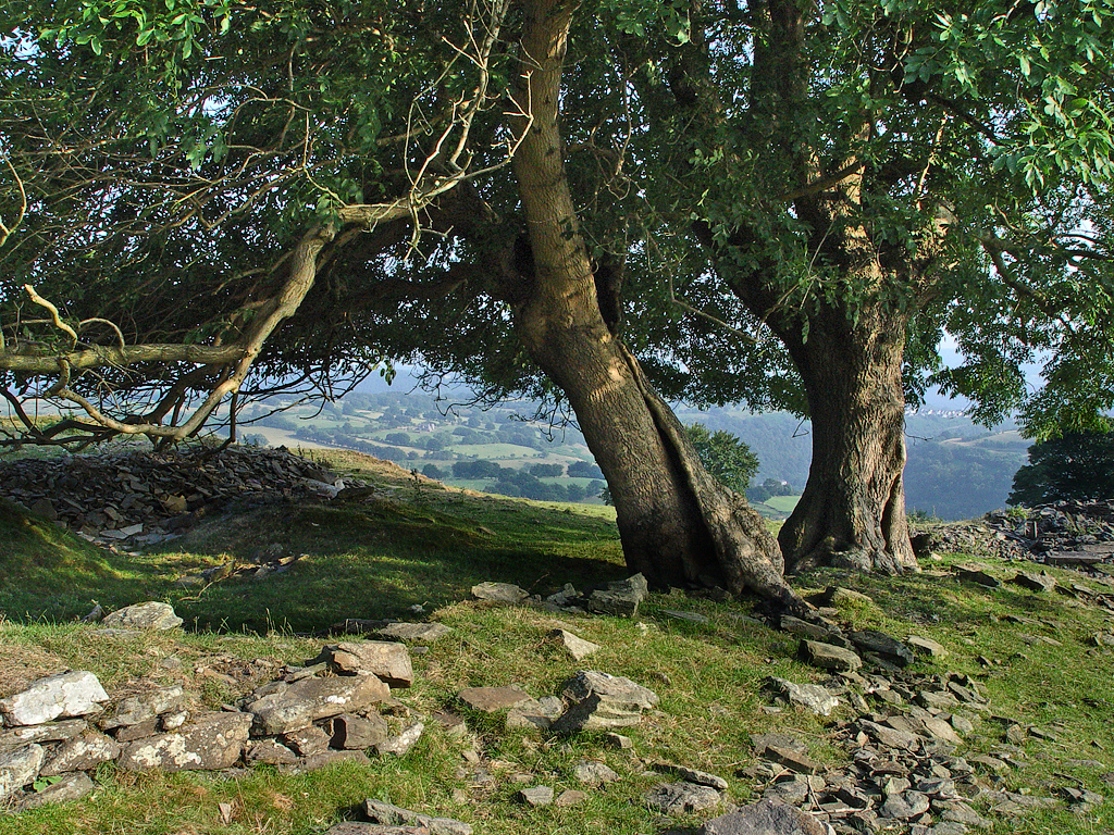 Ash Trees