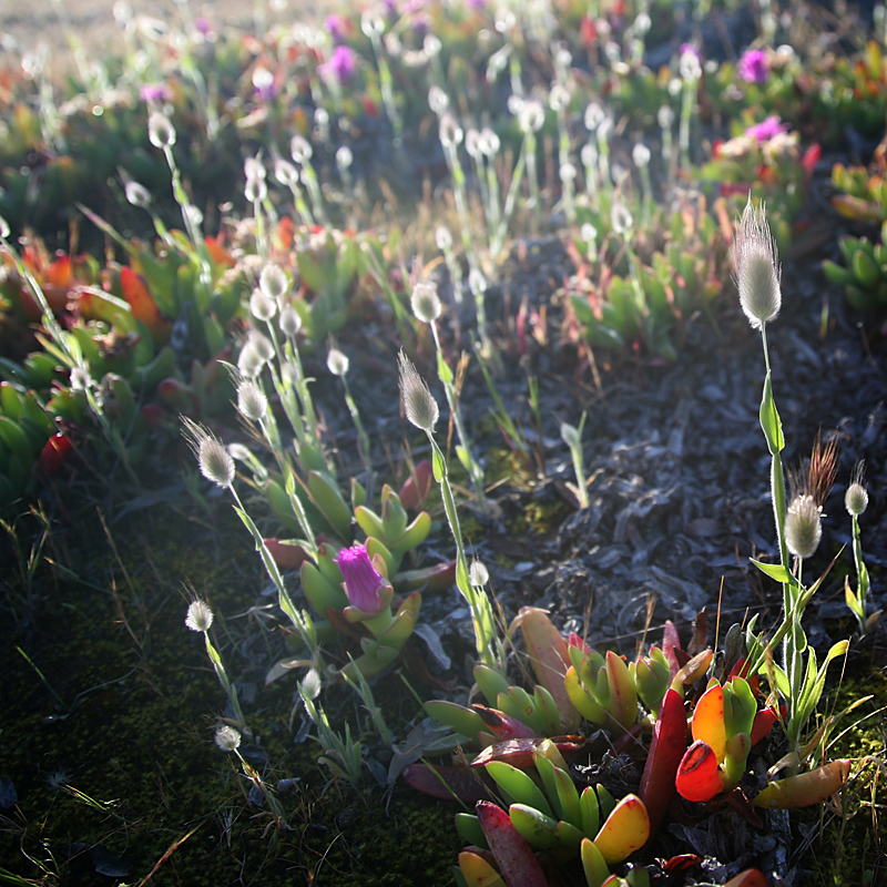 Backlit Cottongrass