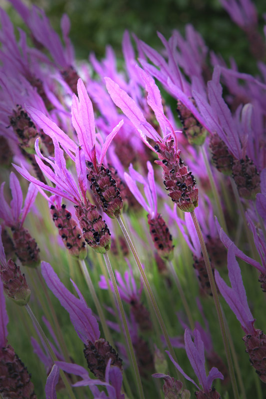 French Lavender