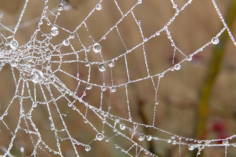 Misty Morning Pearls