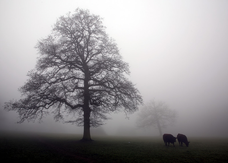 Fog