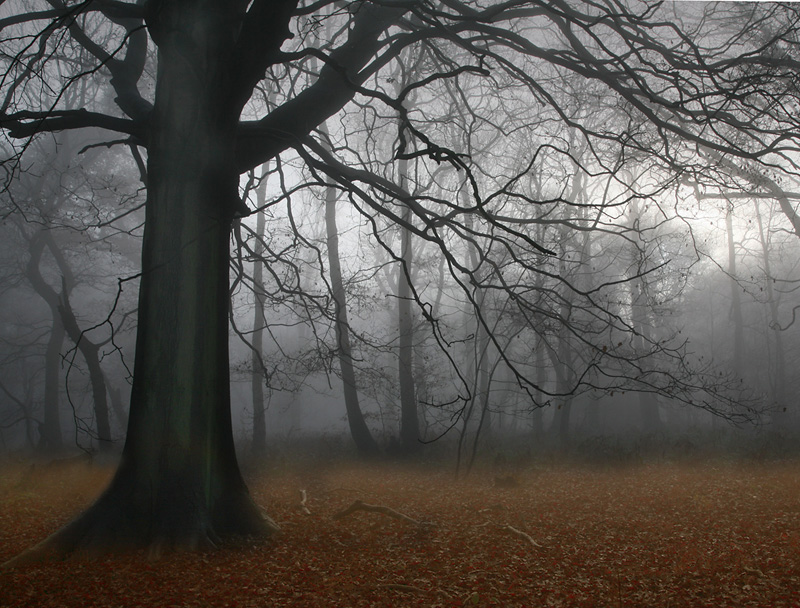 Fog