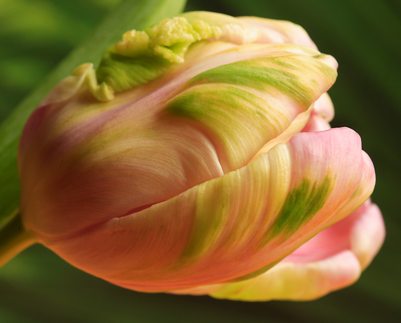 Tulip 2