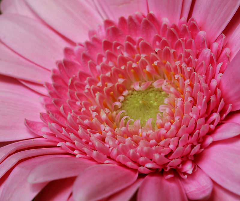 Gerbera