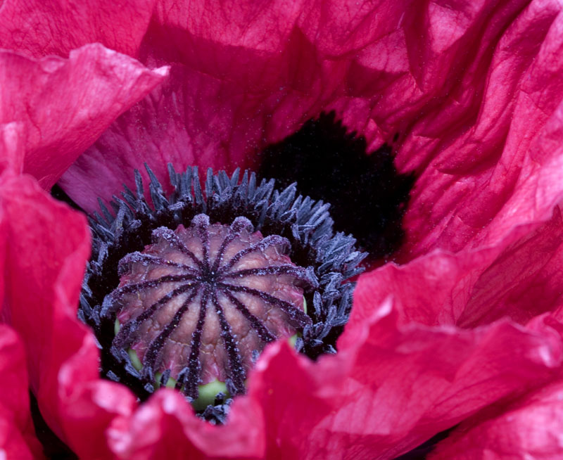 Heart of a poppy