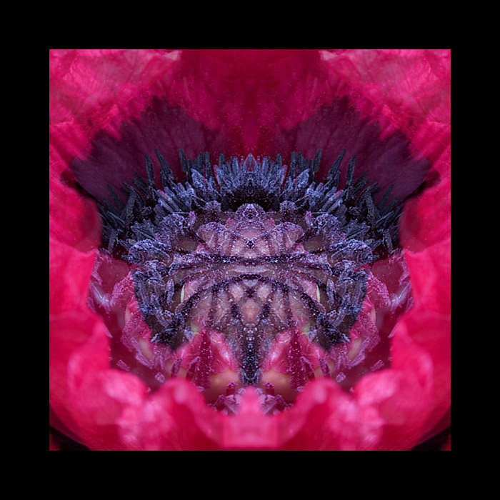 Floral Fantasy 1