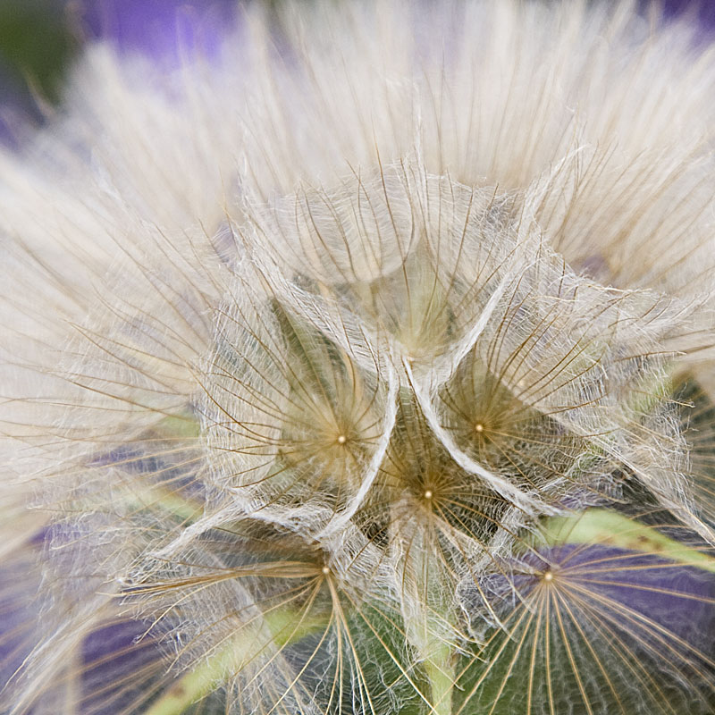Diaphanous Beauty