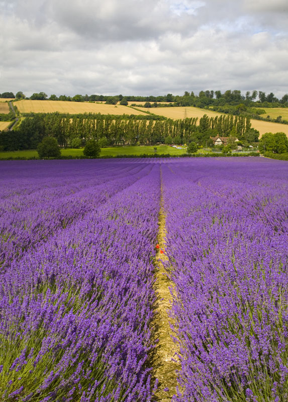 Lavender Time