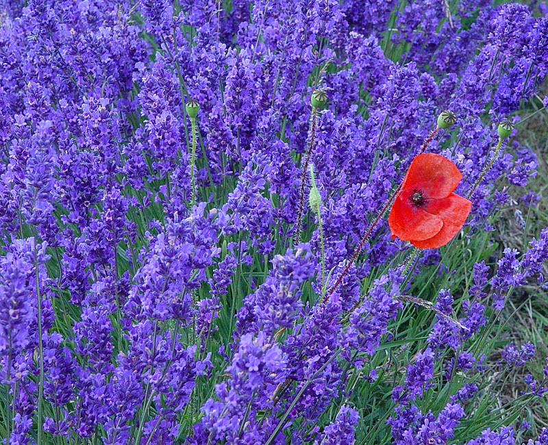 Lavender and Poppy