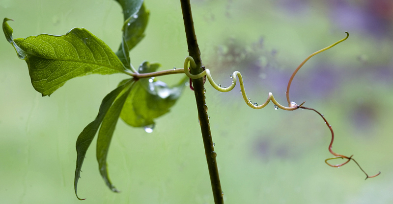 Tendril