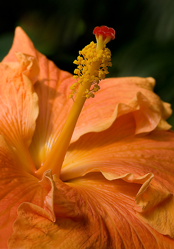 Hibiscus