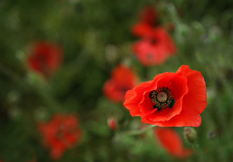 Delicate Beauty