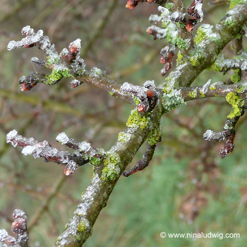 Frost and Lichen