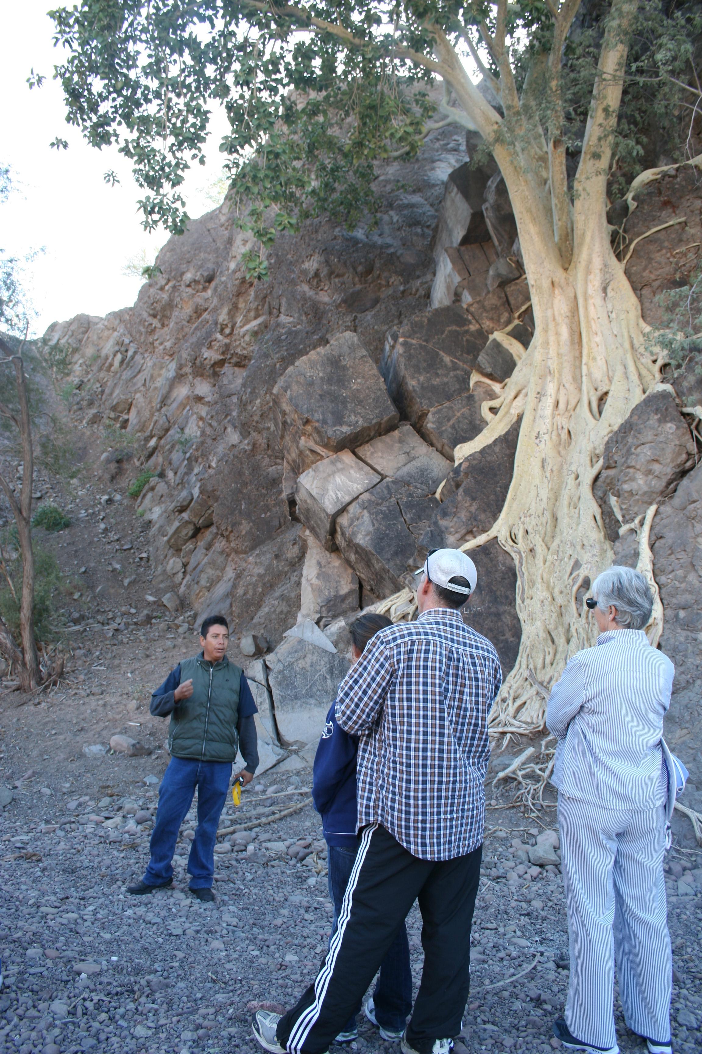 12-26 Our first stop on the drive up to San Javier, Mario shows up a fig tree growing in the rocks