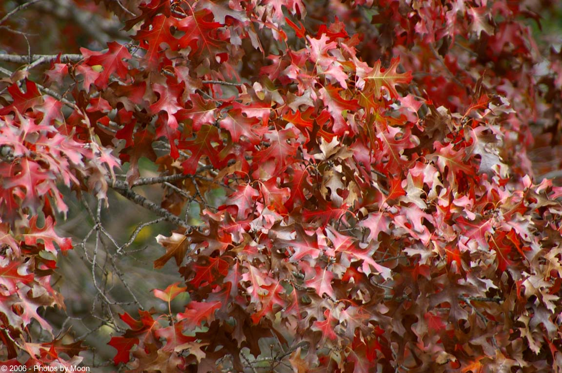 December 11th, 2006 - Red Leaves 7371