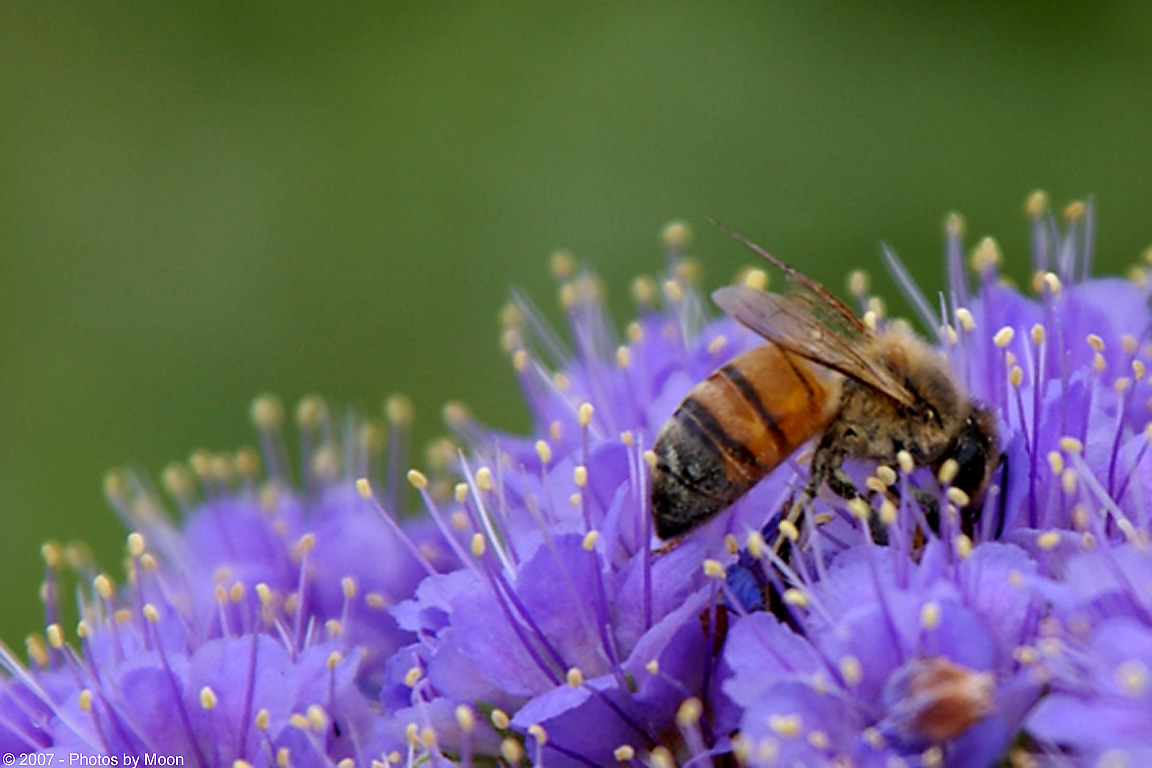 April 23rd, 2007 - Bee in Wildflower 15174