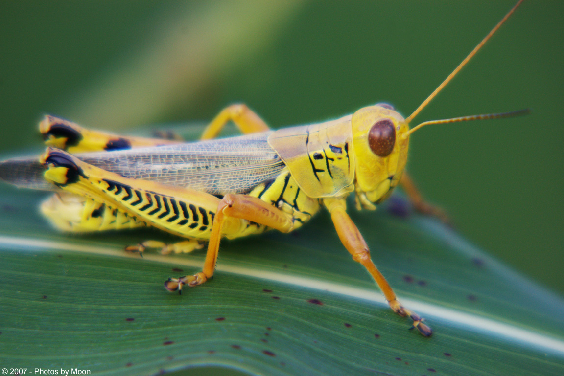 July 10th, 2007 - Grasshopper 17955