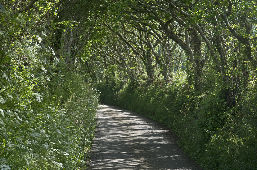 A Country Road In Cornwall