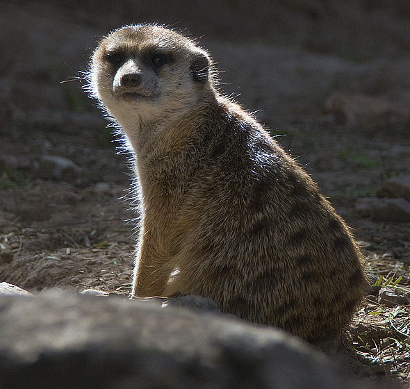 Meerkat