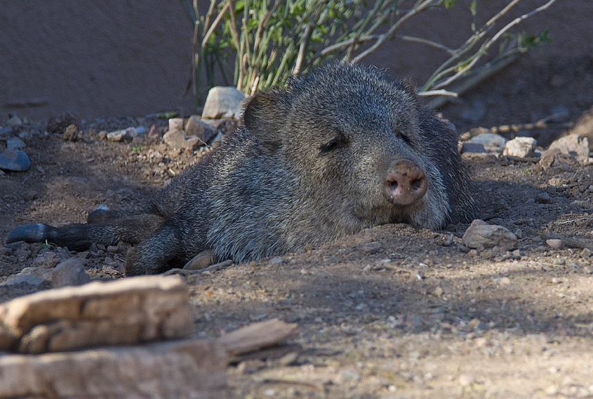 Javelina (or Collared Peccary)