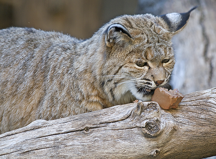 Bobcat