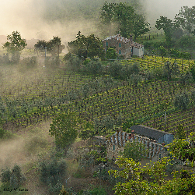 Farmhouses, Vineyards, And Fog At 7:00 A.M.                  