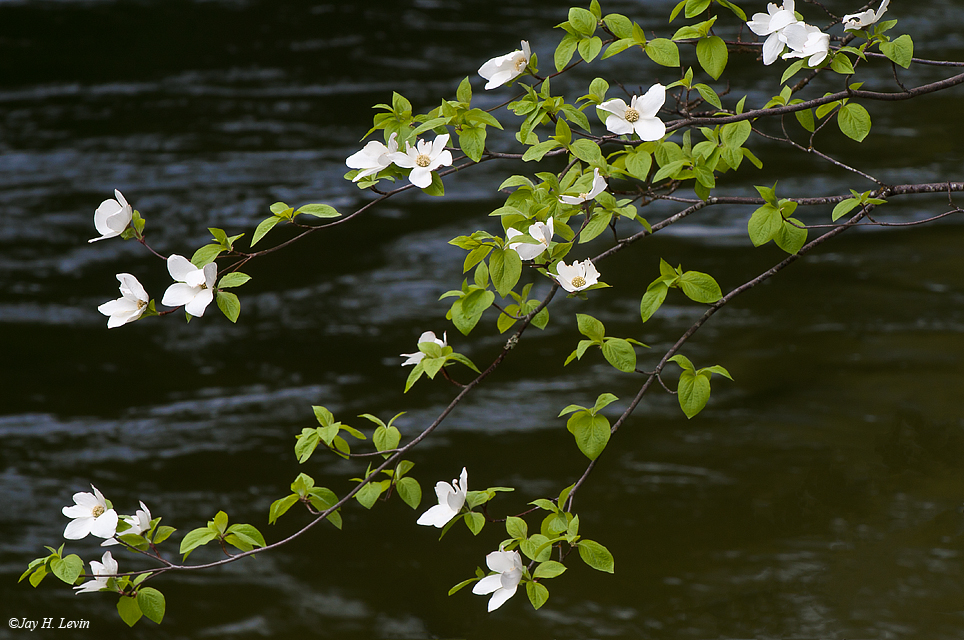 Dogwood With The Merced River In The Background