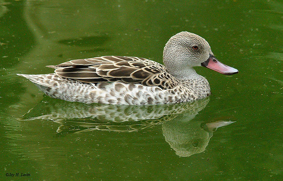 Cape Teal