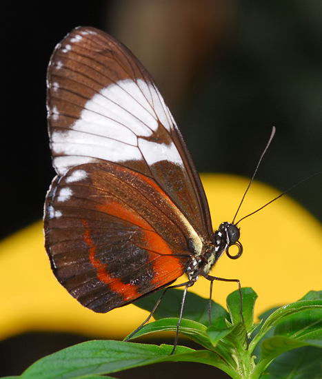 Grinning Heliconian (aka Blue and White Longwing or Cydno Longwing)