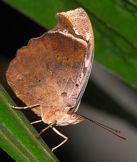 Banded Purple Wing Or Blue Wave