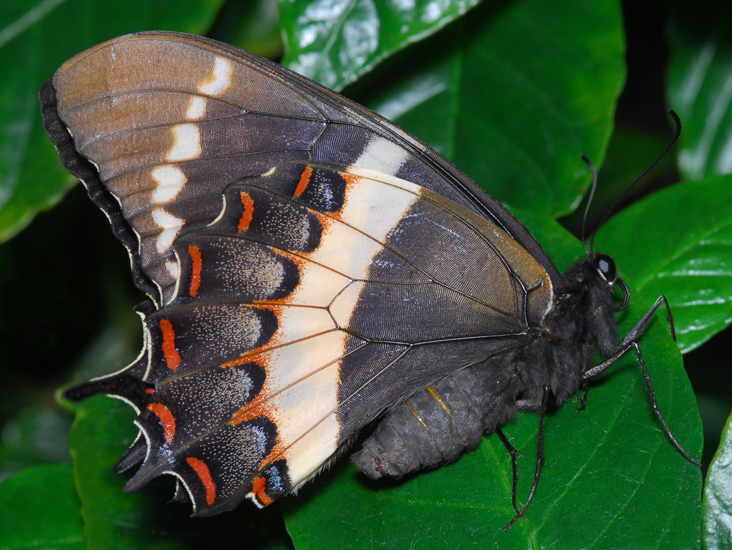 Magnificent Swallowtail