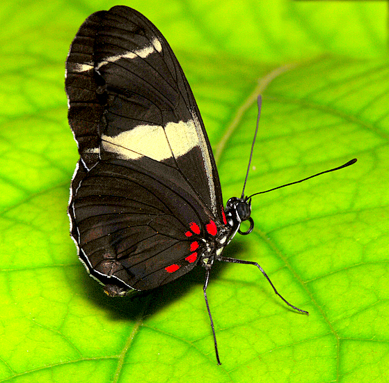 End Of Butterfly Project